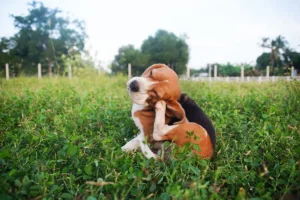 Managing Seasonal Allergies In Pets Relief Strategies That Really Work