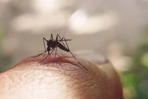 Help Prevent The Spread Of Dengue Fever - Sidra Family Hospital Help Prevent The Spread Of Dengue Fever
